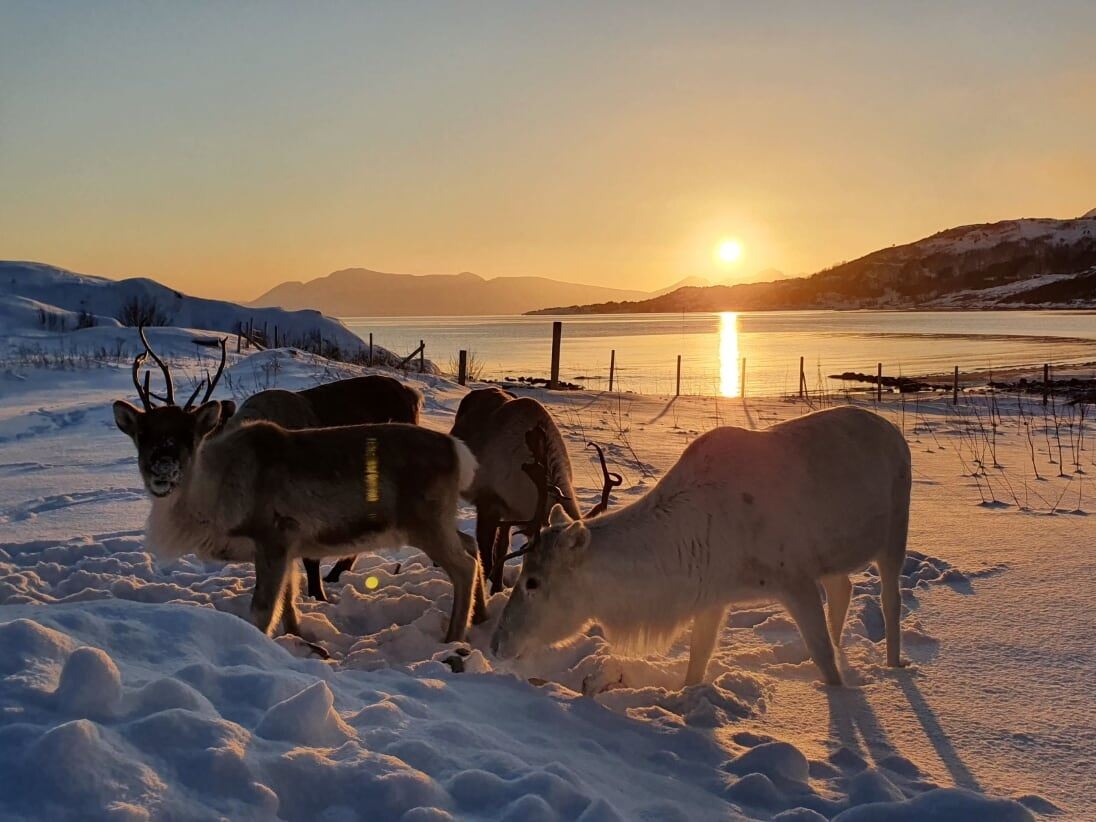 Reindeer in the snow, sun in the background