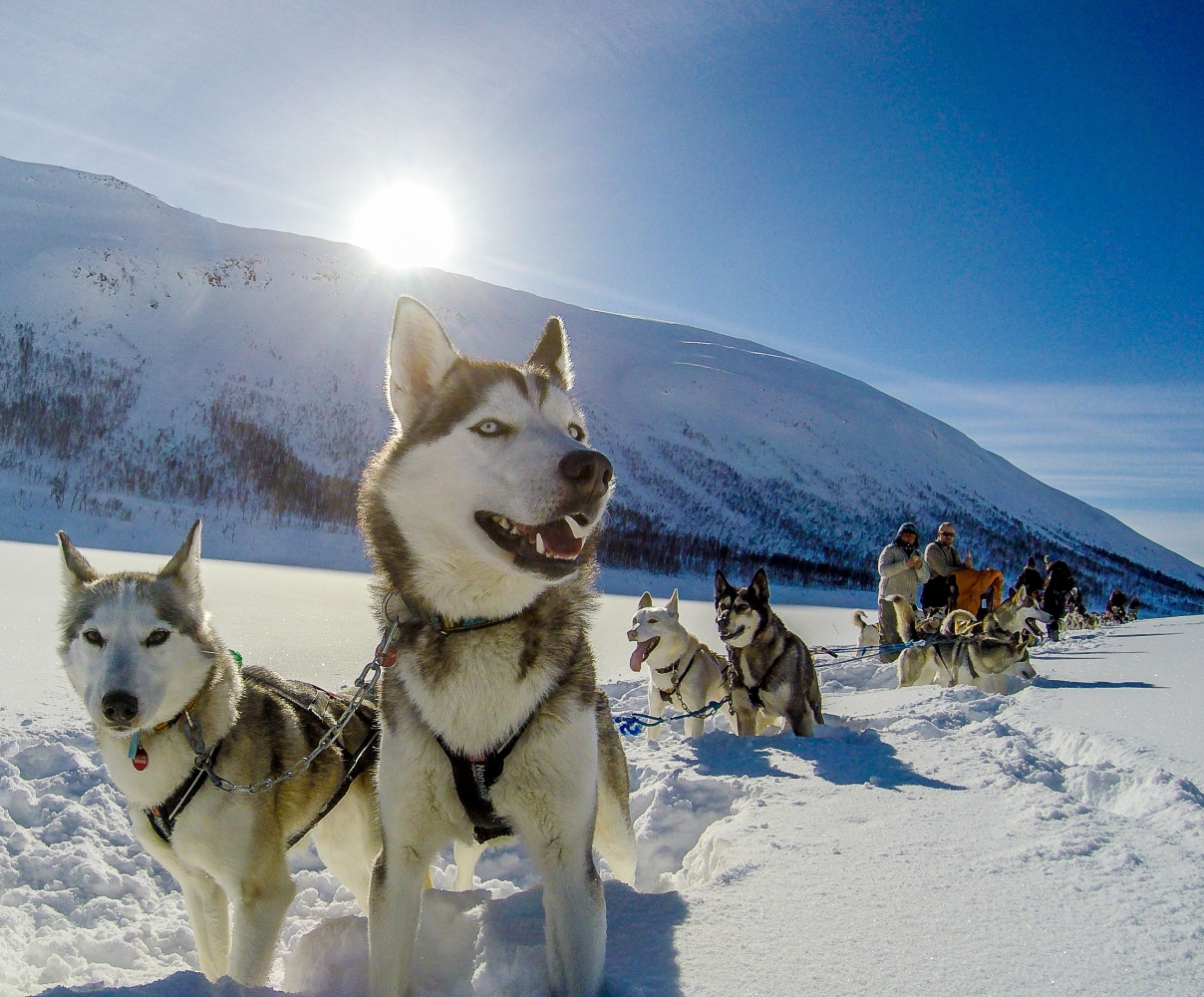 Alaska huskier hundeslede i et solfylt og snødekket landskap