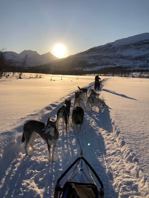 Dog sledding in Dyrøy