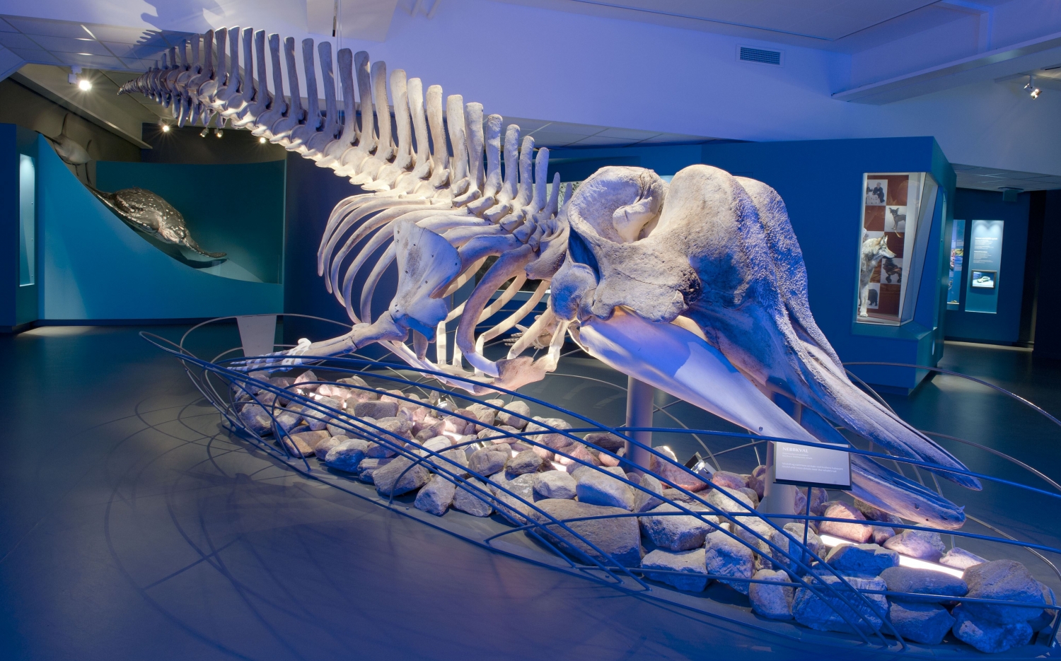 Whale skeleton at The Arctic University Museum of Norway
