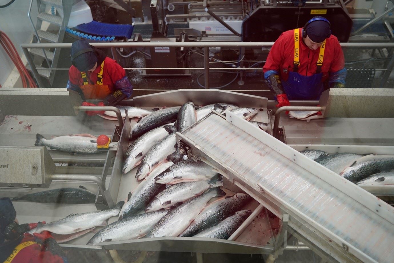 workers on the salmon processing production line