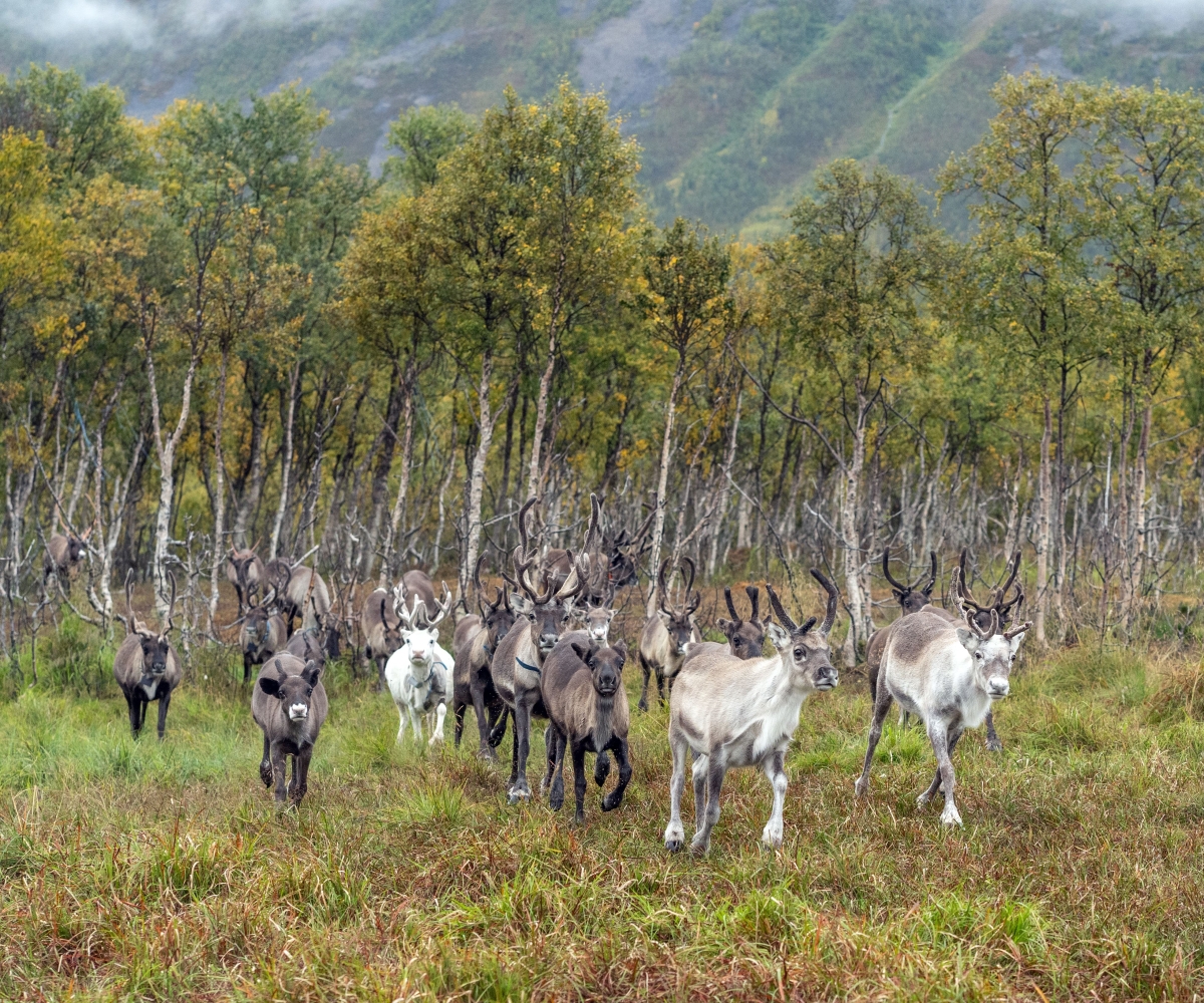 Reindeer Feeding and Saami Culture