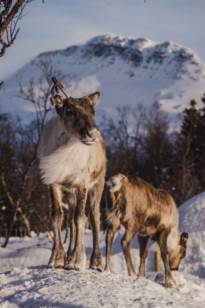 reindeer in winter landscapes