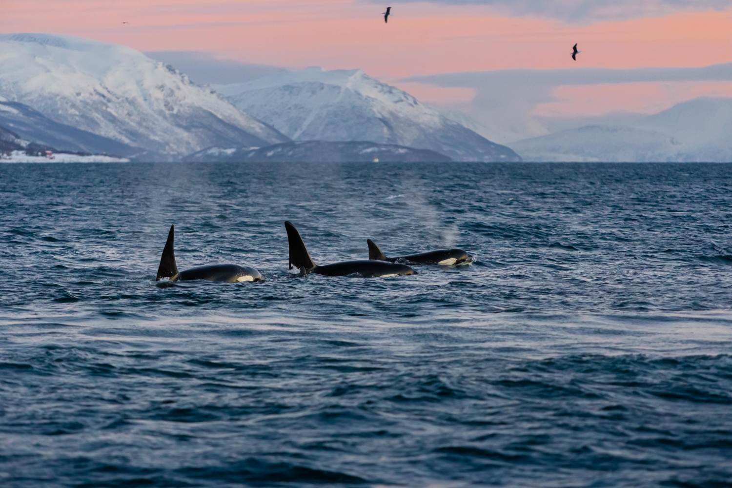 Orcas on the move