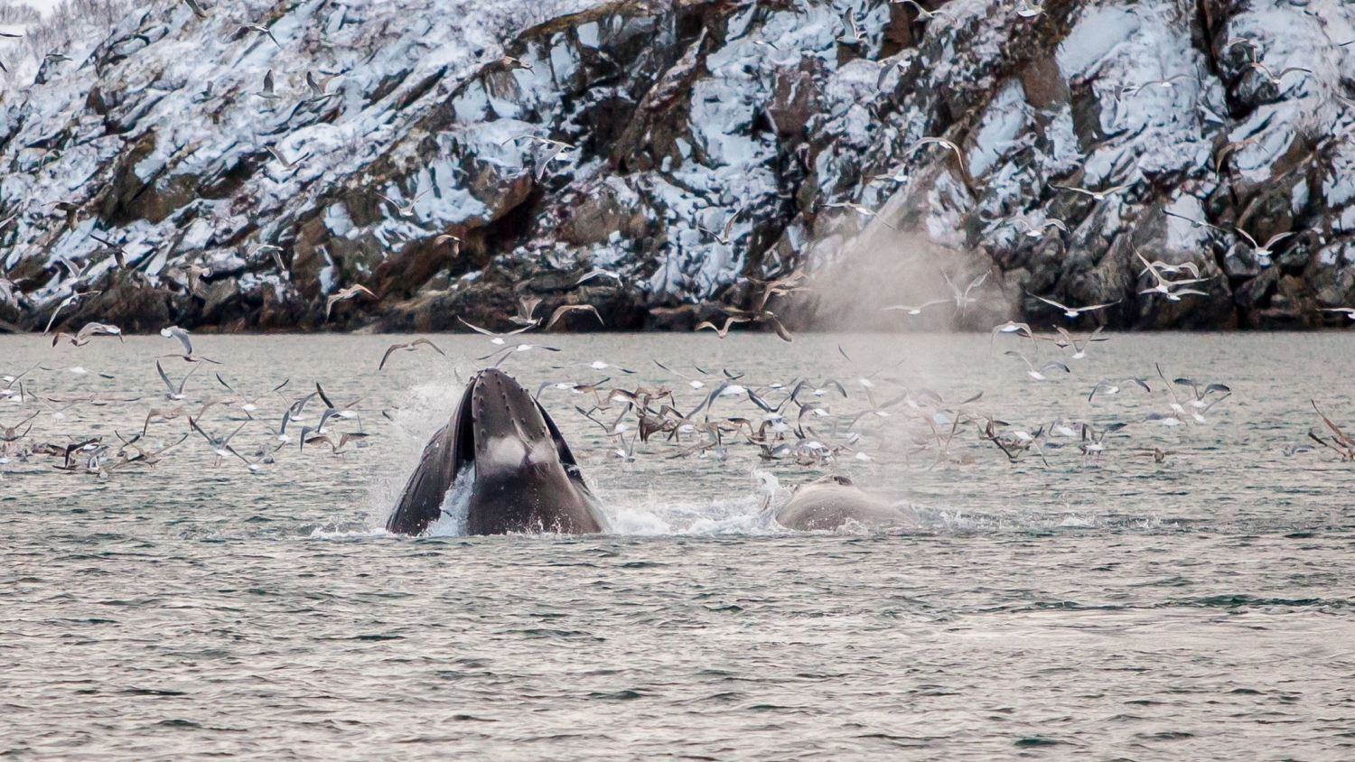 Humpback whale feeding, while birds wait for leftovers