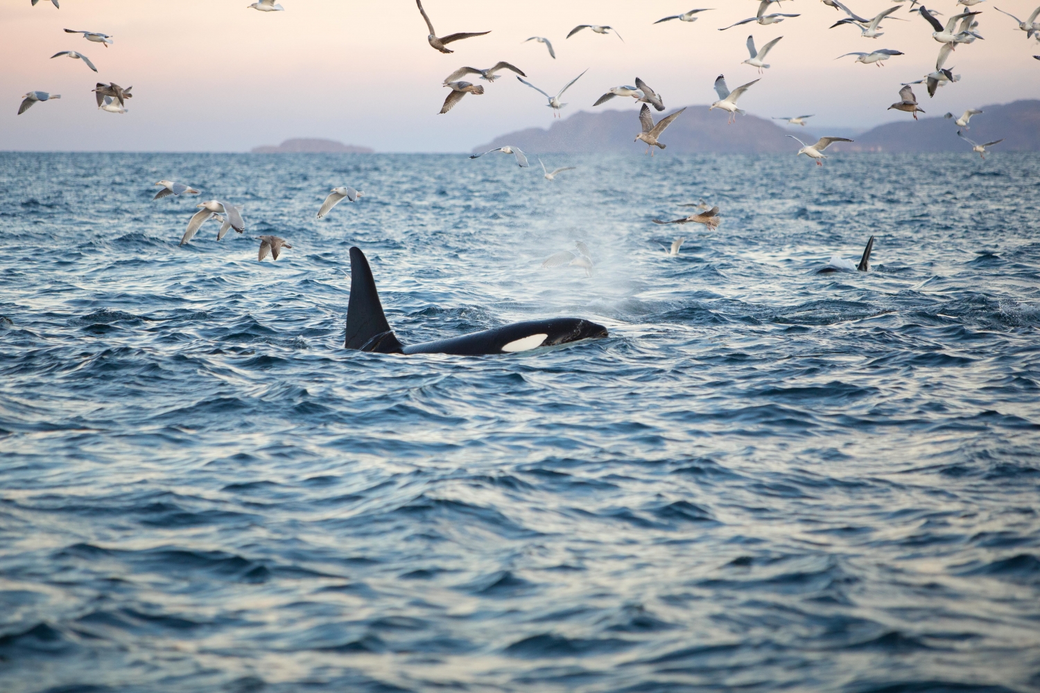 Orca and birds hunting fish