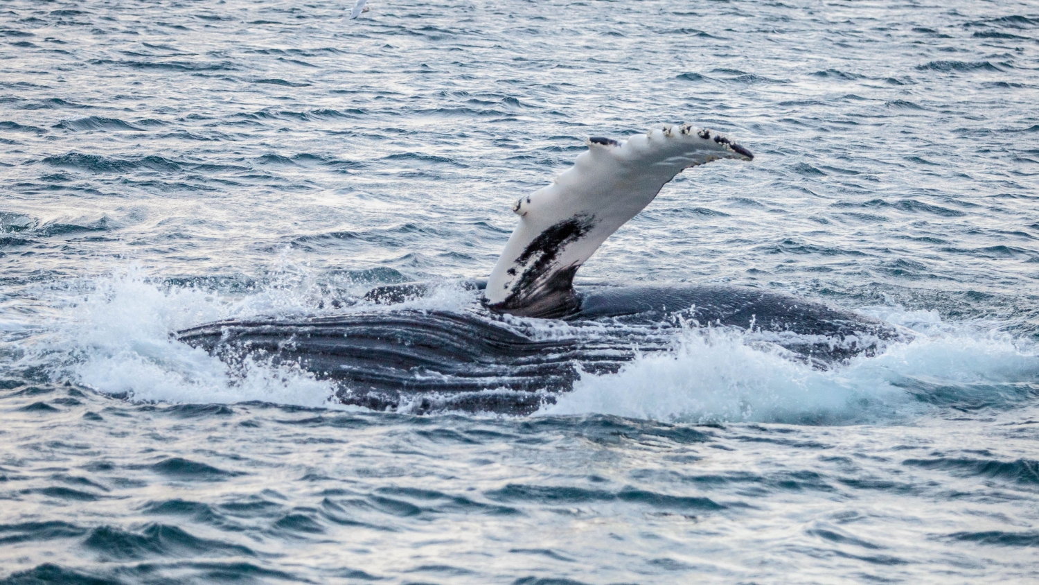 Humpack whale waving