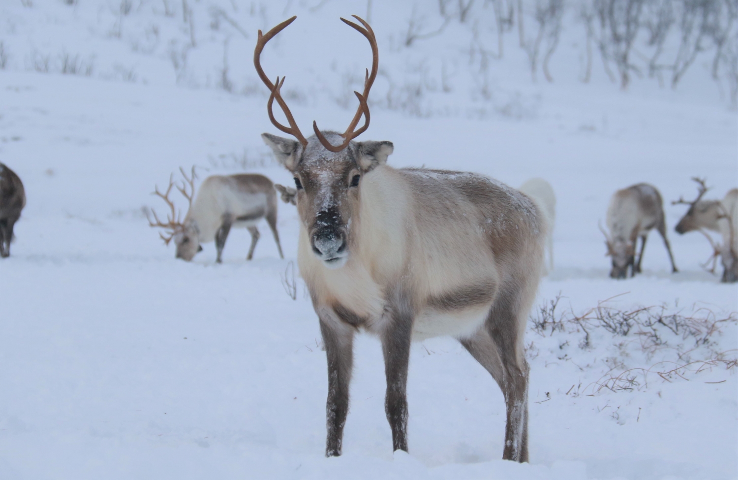 Arctic Fjords and Reindeer Experience – Small group tour