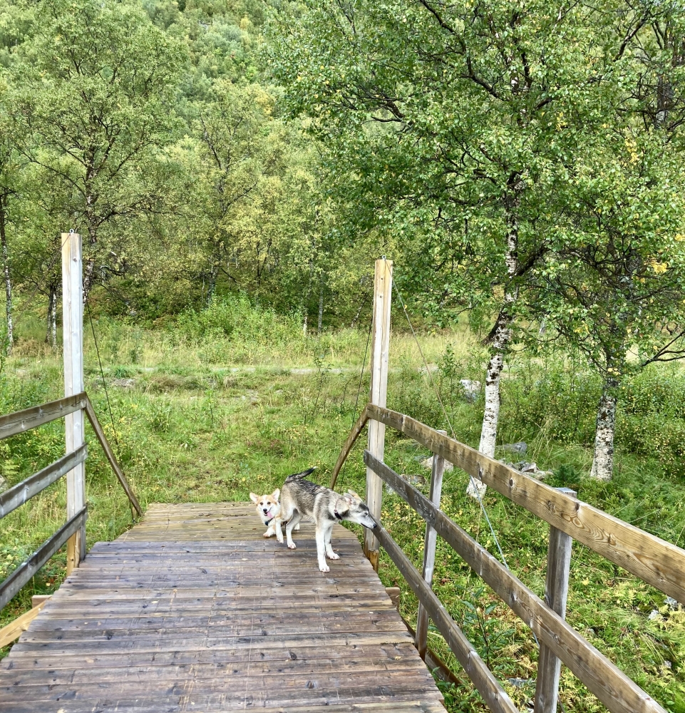 Dogs on a bridge