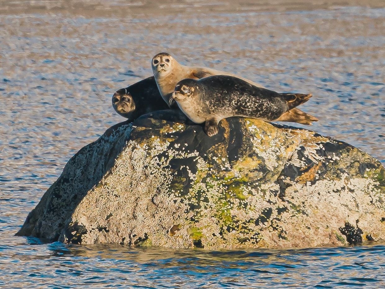 seals on a rock in the sea