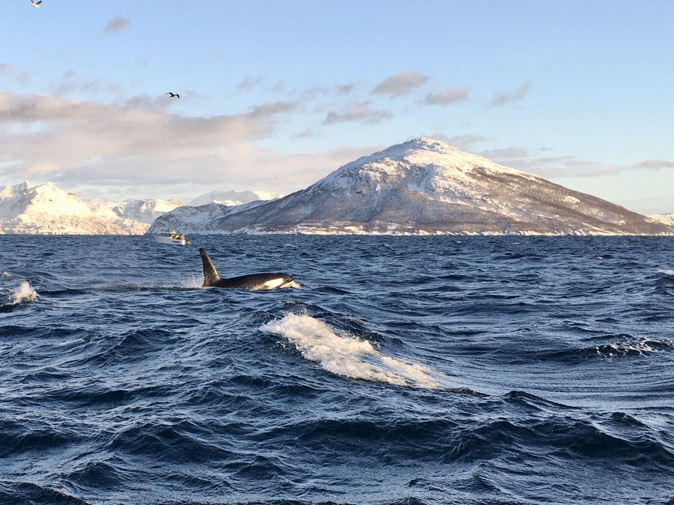 Orcas in Skjervøy