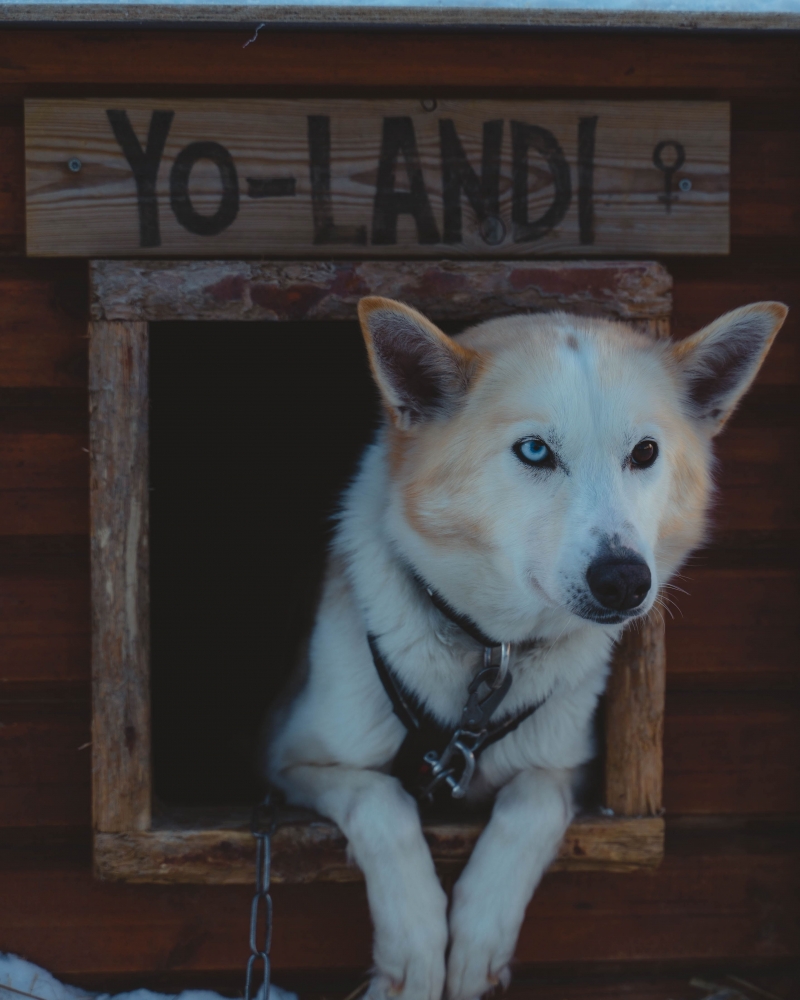 husky in the doghouse