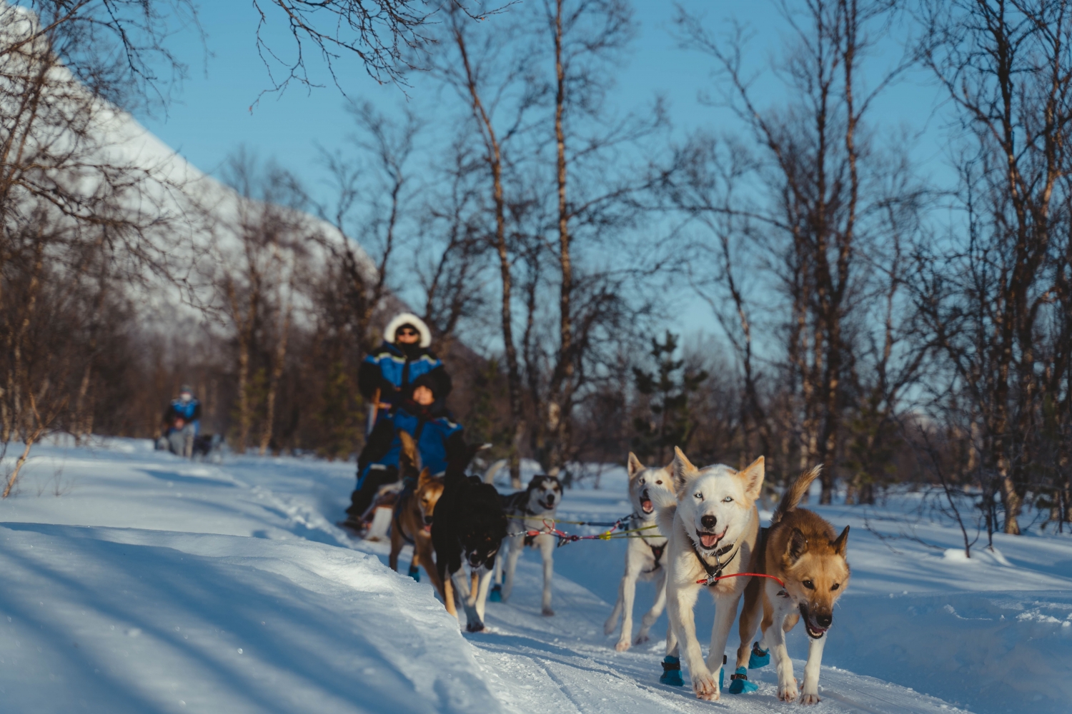 dog sledding. huskies pulling a sled with two people. another sled and huskies in the background