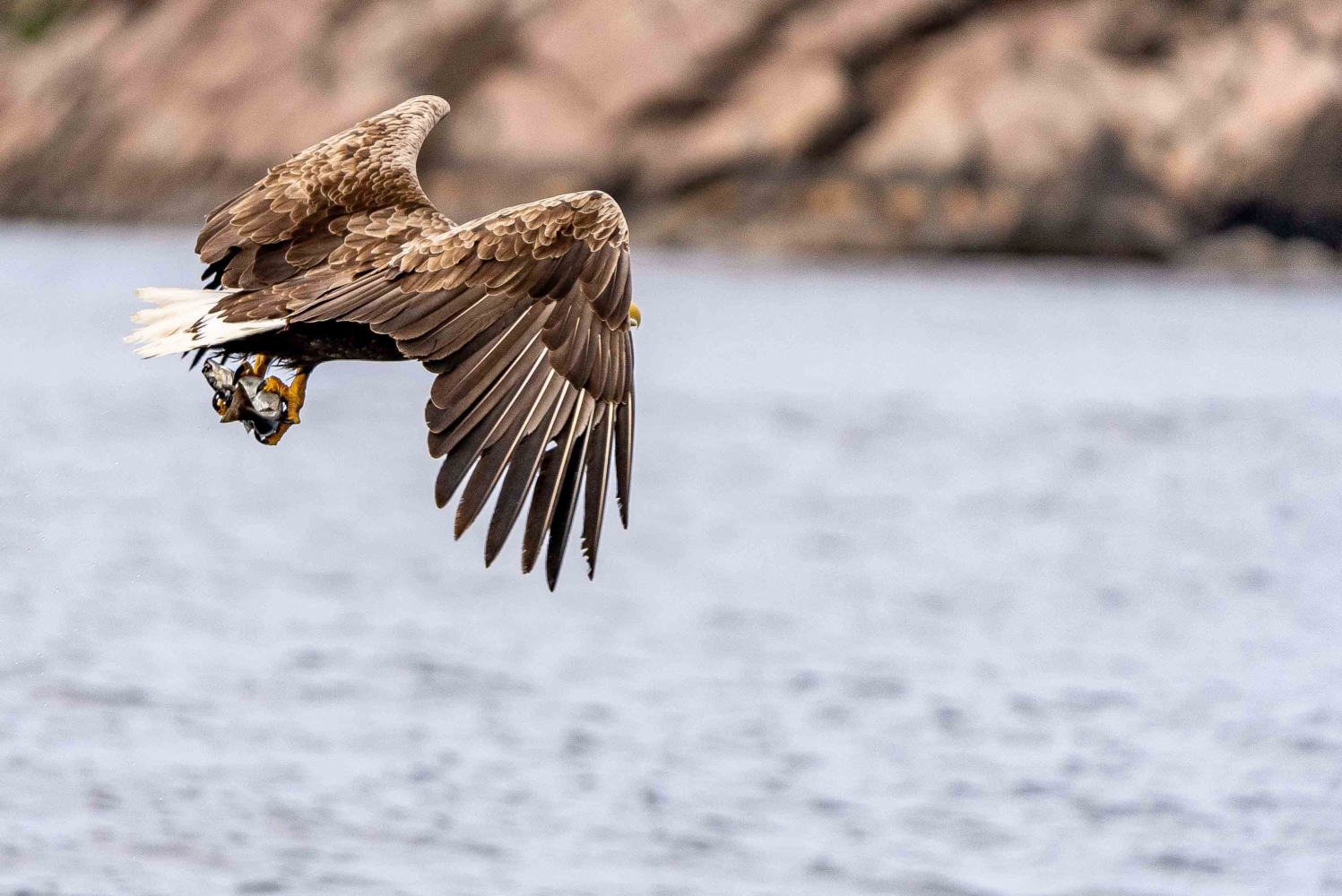 A sea eagle flying away with it's catch