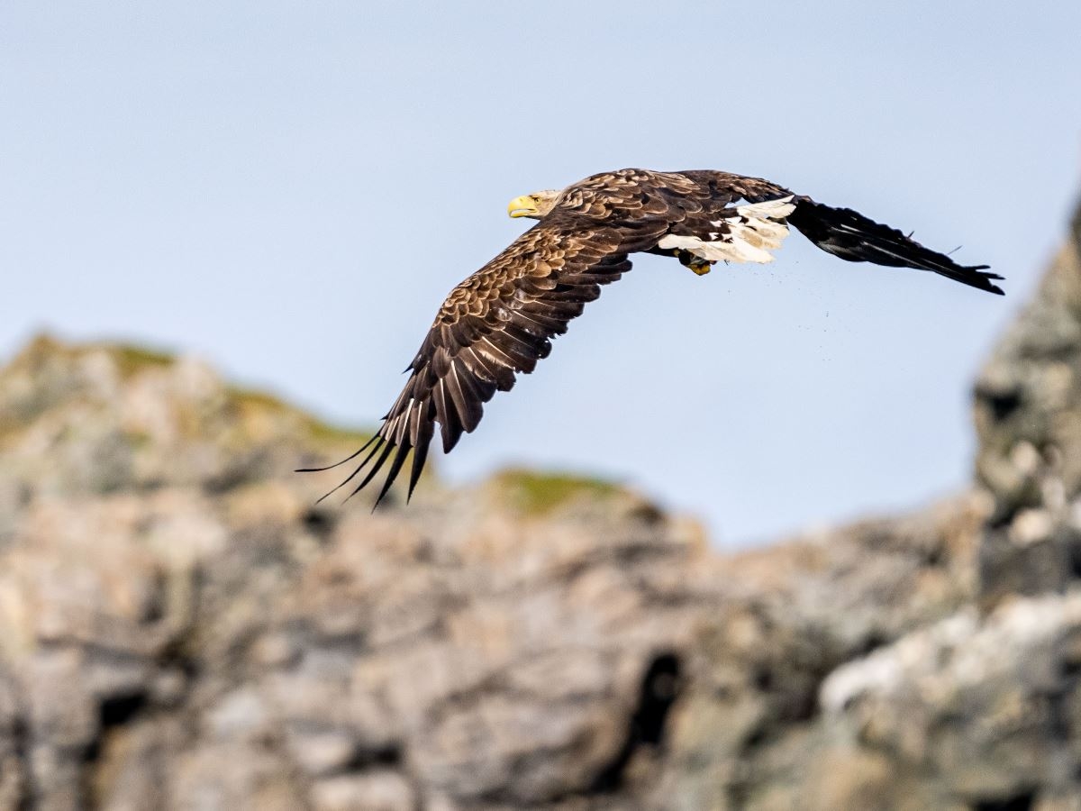 Sea eagle safari in Sommarøy