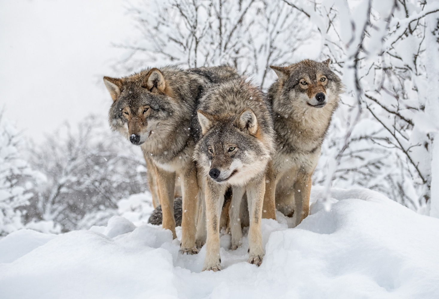 Wolfes in the snow