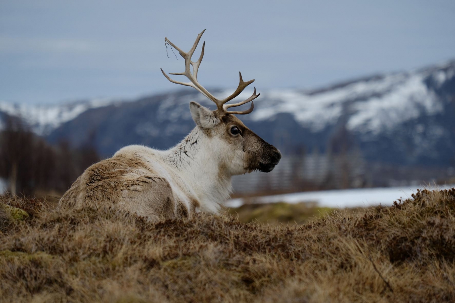a reindeer laying down on the ground
