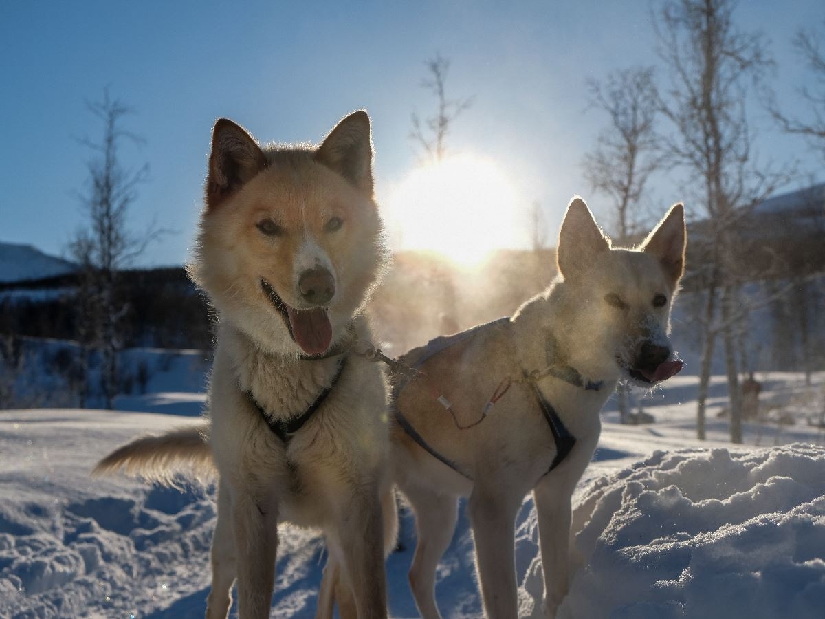 two huskies ready for dog sledding