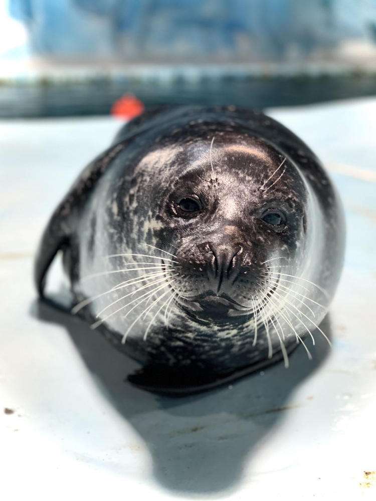 The seal Loffen at Polaria in Tromsø