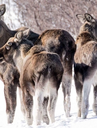 Wild Moose Safari