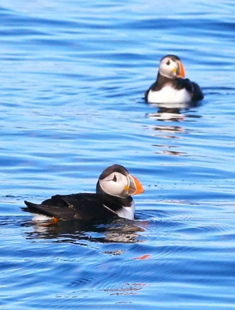 Two puffins swimming on the sea