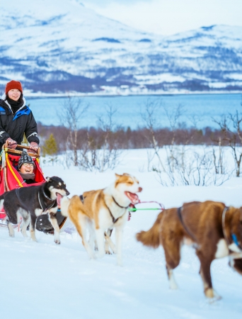 Dog sledding with sea and mountains in the background