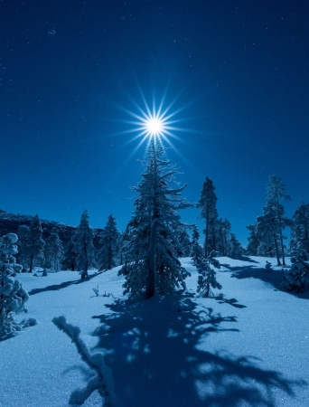Moonlight above a tree in the Arctic light