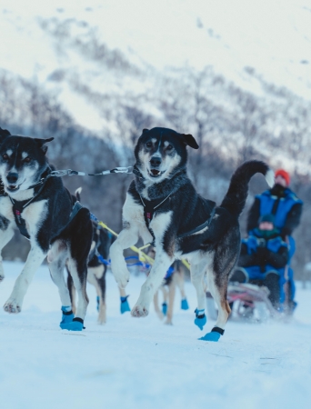 dog sledding. huskies pulling a sled with two people