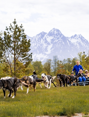Dogs pulling people on the wagon in beautiful surroundings
