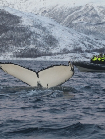 whale safari by rib