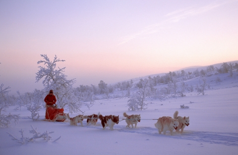 Dogsledding in the Tromsø Region