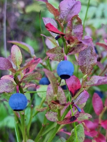 Blueberries in Tromsø
