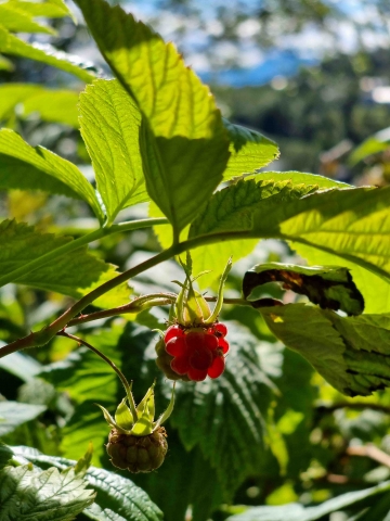 Wild raspberry Tromsø