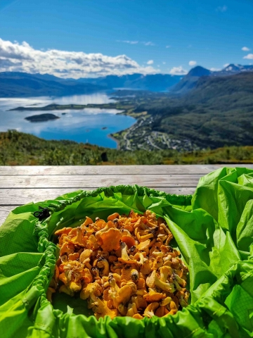 Mushroom in Tromsø
