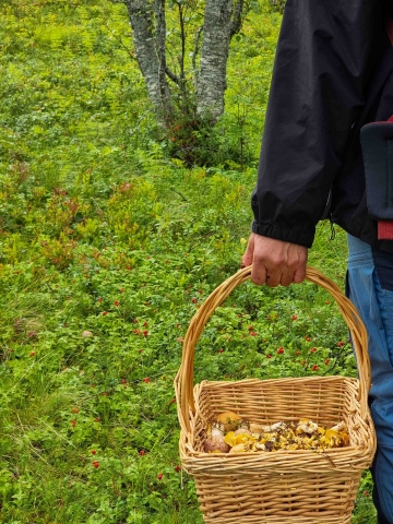 Picking mushroom in Tromsø
