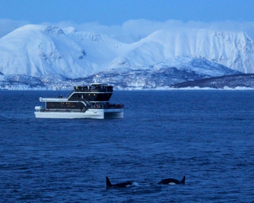 Brim Explorer and orcas during blue hour