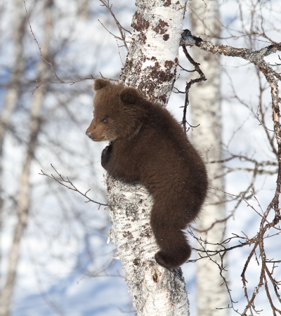 En bjørn i et tre