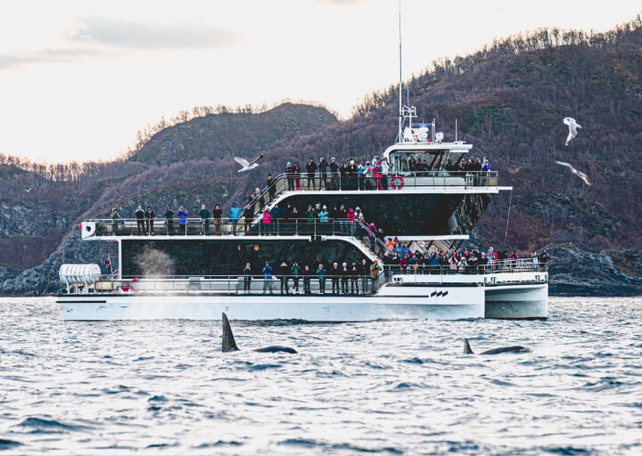 People out in the deck watching the whales on a whale watching tour with Brim Explorer in the Tromso region