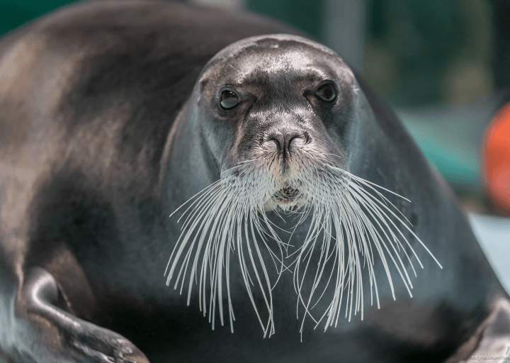 The seal Bella at Polaria in Tromsø