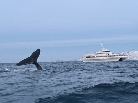 Hvalsafari med M/S Gabriele i Tromsøregionen