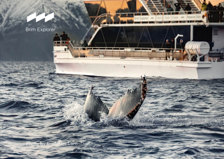 Halefinnen til en hval med Brim Explorer i bakgrunnen