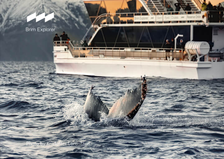 The tale fin of a whale with Brim Explorer in the background