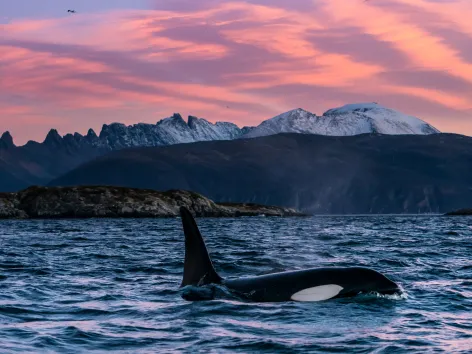Orca in the Tromsø region