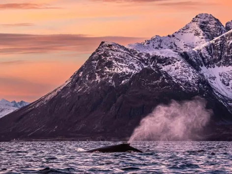 A whale observed north of Tromsø, surrounded by Arctic light