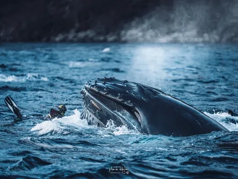 A whale crashing into a scooba diver.