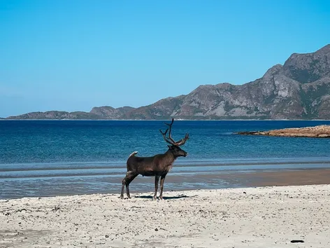 Et reinsdyr på stranda i Tromsøregionen om sommeren.
