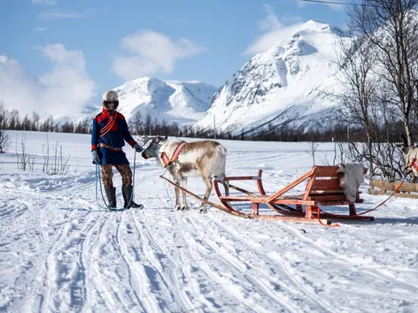 A Sami with a reindeer and sled during winter in Tromso