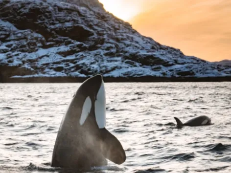An orca with mountain in the background in the Tromso region