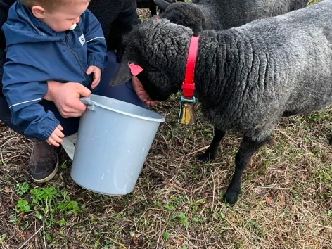 Et barn og en voksen som mater sauer