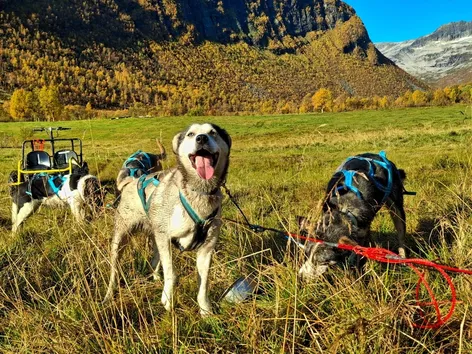 Alaskan huskies in front of a training cart at Kvaløya Adventure in Straumsbukta on Kvaløya.